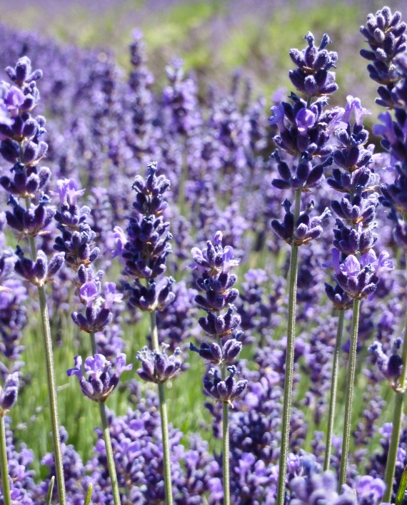Image Wild Lavender OK